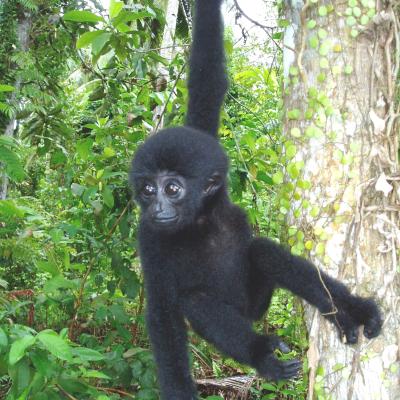 6. CAGAR BIOSFER SIBERUT