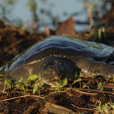 Asiatic Softshell Turtle