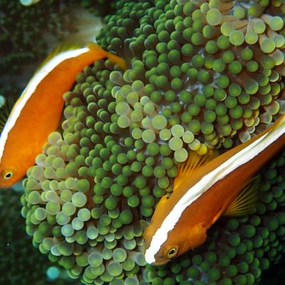 8. CAGAR BIOSFER WAKATOBI