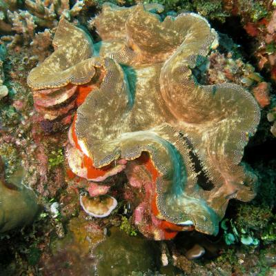 Giant Kima Tridacna Sp 3