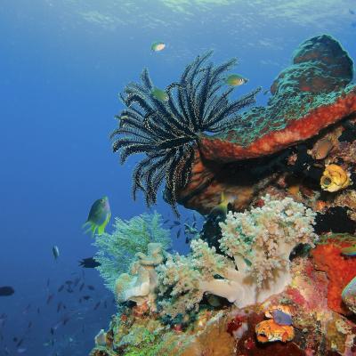 Sd Tinanja Taka Bonerate Br 1