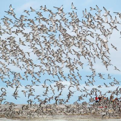 12. CAGAR BIOSFER BERBAK SEMBILANG