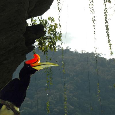 Cb Bkds 29 Hornbill 1