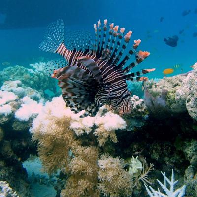 Lionfish