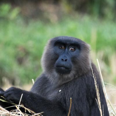 Macaca Maura Aslam