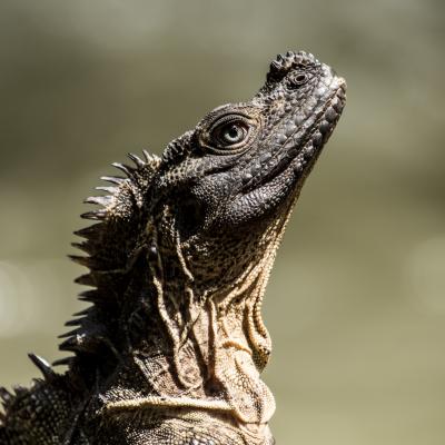 Photo 26. Hydrosaurus Celebensis Kamajaya Shagir 2