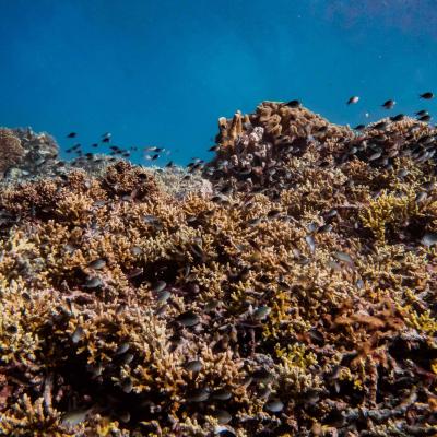 Figure 01 Underwater Scenery In The Raja Ampat Islands