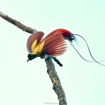 Figure 06 The Red Bird Of Paradise Paradisaea Rubra