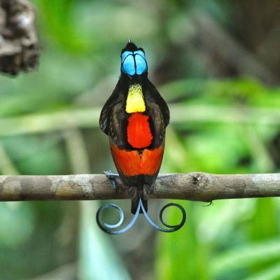 Figure 07 Wilsons Bird Of Paradise Diphyllodes Respublica