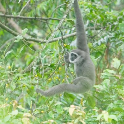 Javan Gibbon