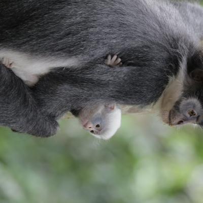 5. CAGAR BIOSFER GUNUNG LEUSER